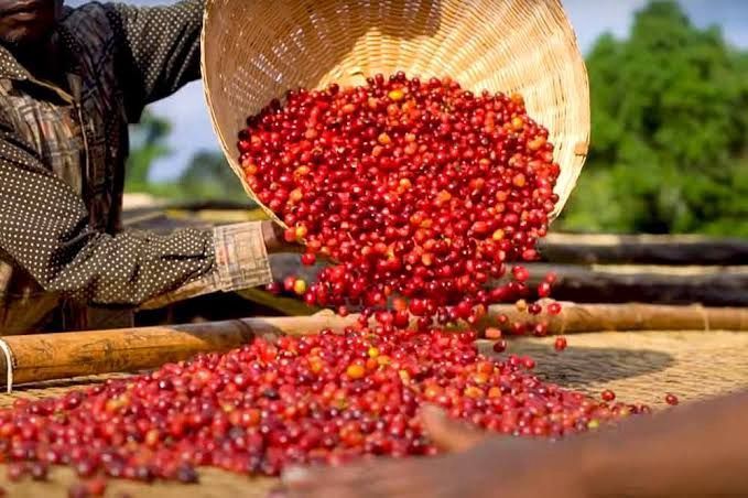 Arabica Is Rising Again: How Conflict and Weather Risks Are Reshaping Green Coffee Buying