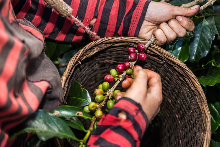 Bajawa Flores Arabica: A Single Origin Guide for Roasters and Buyers