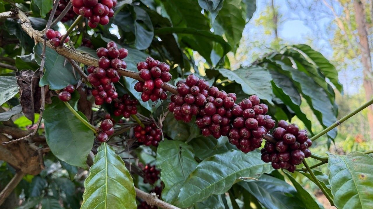 Java’s Long Shadow: Why Indonesia Is Still One of Coffee’s Most Important Origins