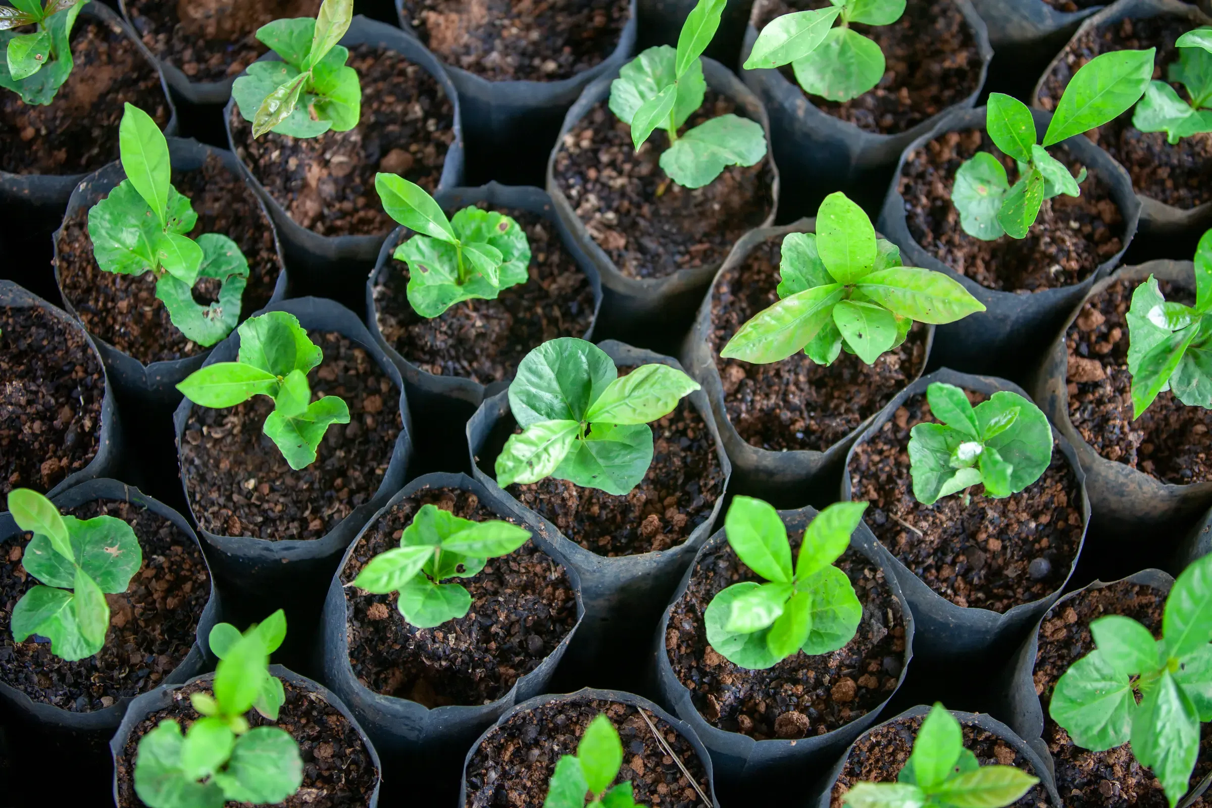 Arabica vs Robusta Breeding Tools: How WCR's New Initative Could Shape Coffee Supply.