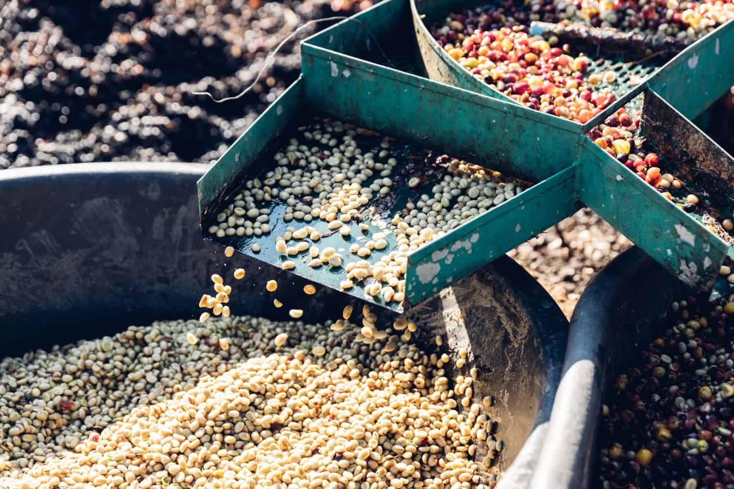 Designing an Efficient Coffee Processing Plant Layout: A Practical Guide for Green Bean Producers