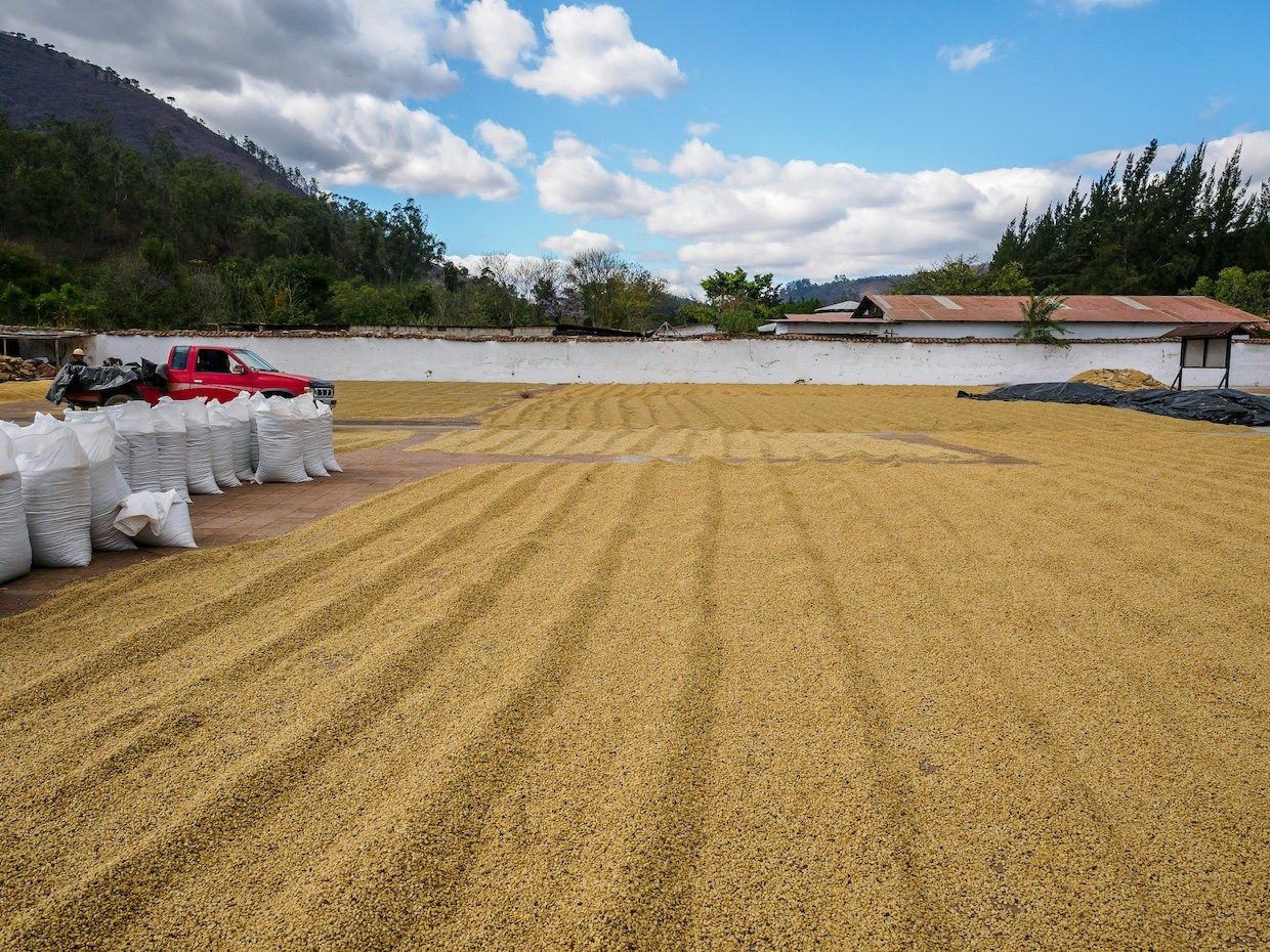 Guatemala Coffee Production Forecast 2026/27: What It Means for Green Coffee Buyers