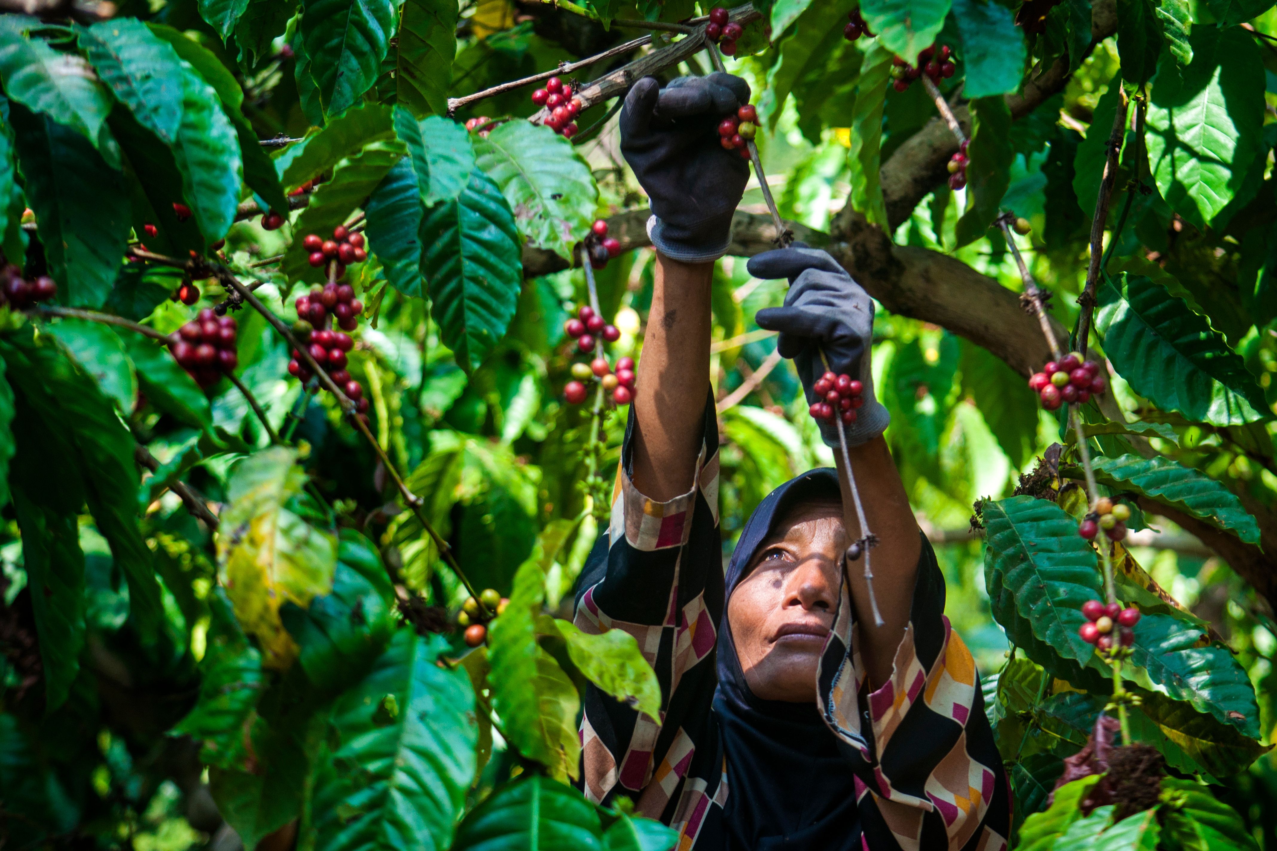 The Harvest Moment: Why Coffee Quality Peaks on the Tree