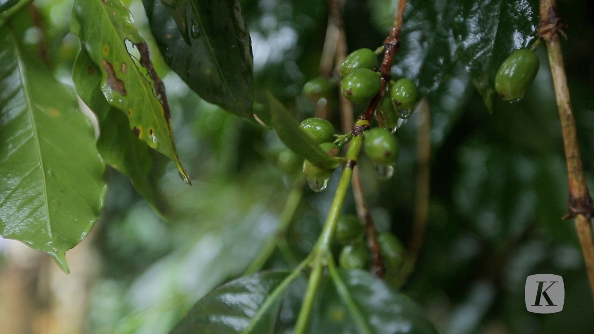 Juria Coffee from Flores Manggarai: A Rare Heritage Arabica for Roasters and Traders