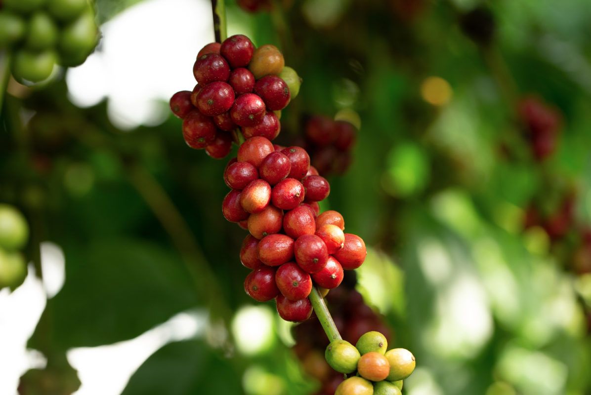 Robusta “Will Save Coffee” Might Be Oversimplified - Here’s What The Study Suggests
