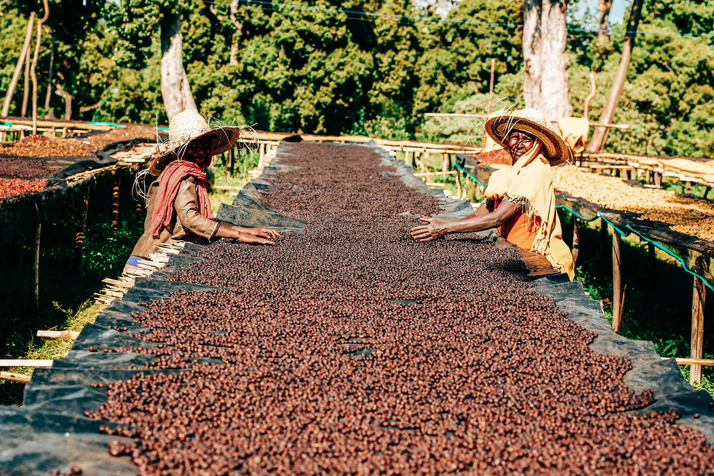 Tanzania’s Coffee Is Rising: The Quiet Shift That Could Reshape Your 2026/27 Sourcing and Why Le Green Coffee Is Watching